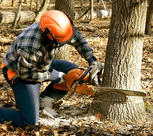 Tree Removal in Knoxville, PA